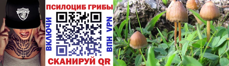 наркотики  Урень  ОМГ ОМГ как войти  Псилоцибиновые грибы мухоморы 